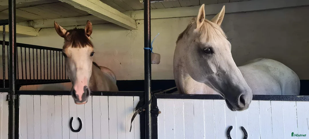  medryttarhäst finnes: Medryttare i Billinge sökes VARDAGAR  - Annons 3