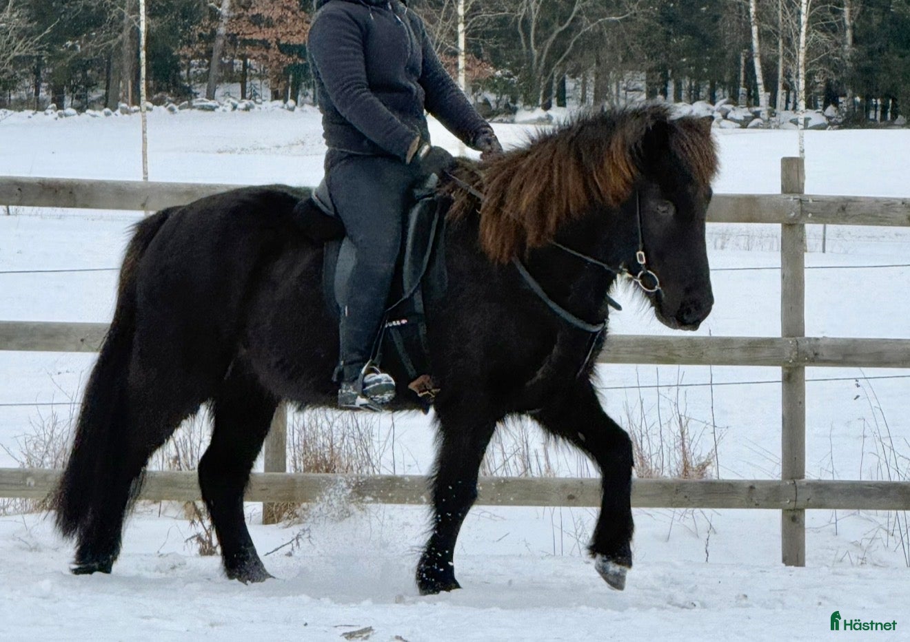  hästar Svart islandsvalack f.2018 - Annons 1
