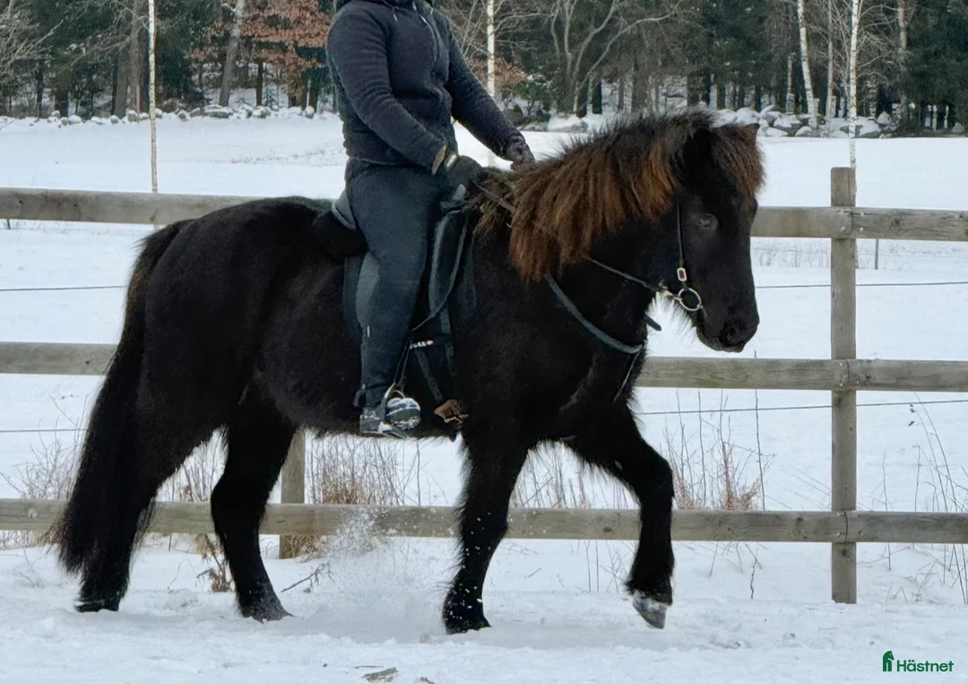 Island hästar till salu: Svart islandsvalack f.2018 - Annons 1