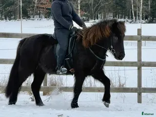 hästar Svart islandsvalack f.2018 - Annons 1