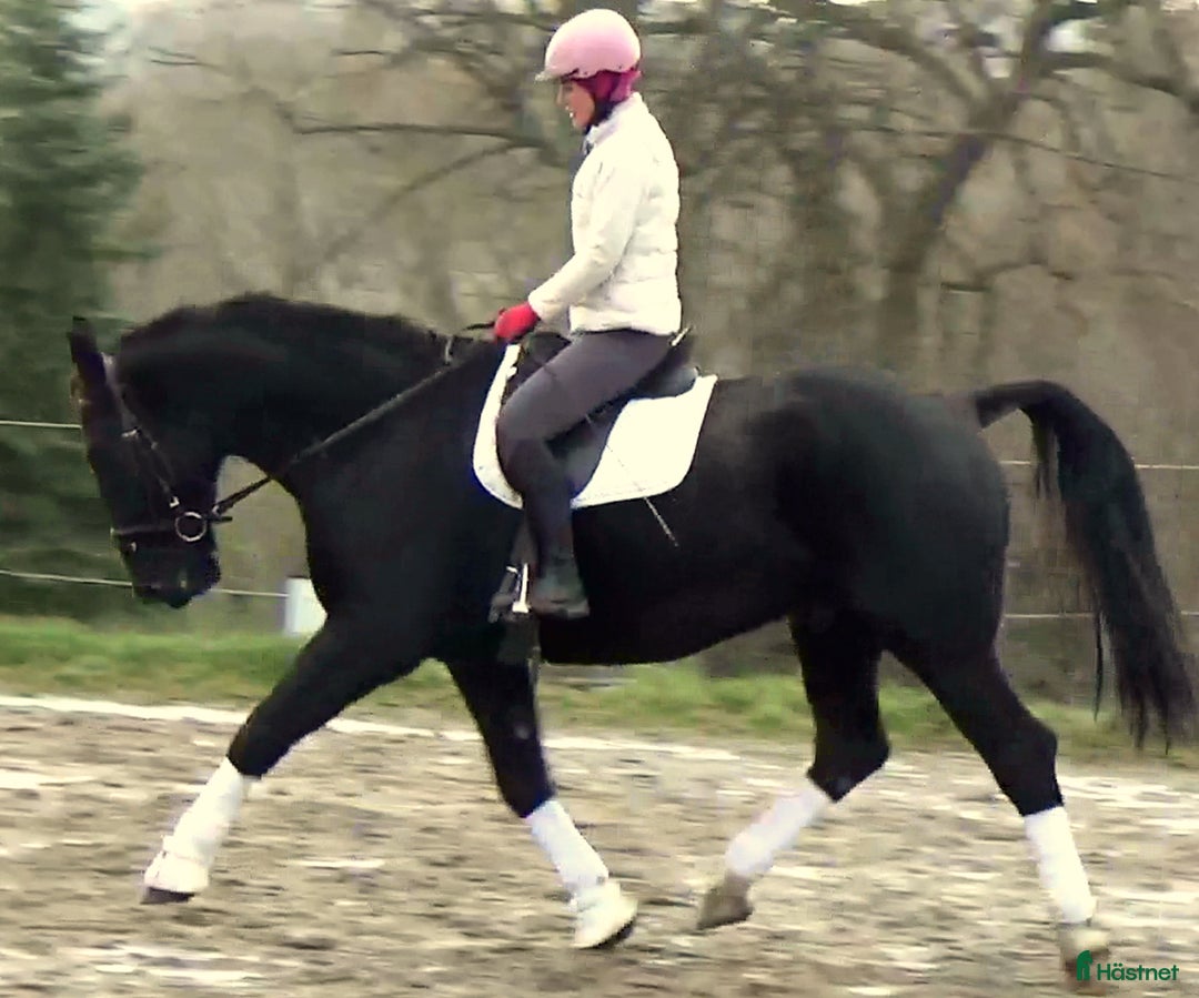 Allround hästar till salu: Fantastic Silesian horse for Christmas time i Örsundsbro - Annons 6