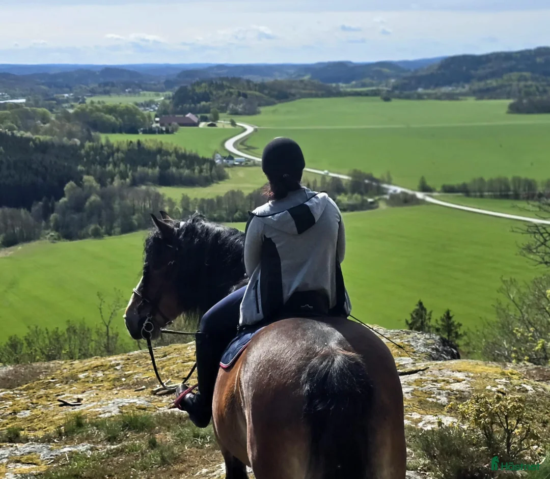  stallplats finnes: Stallplats/ Lösdrift ledig I Lilla edet - Annons 16