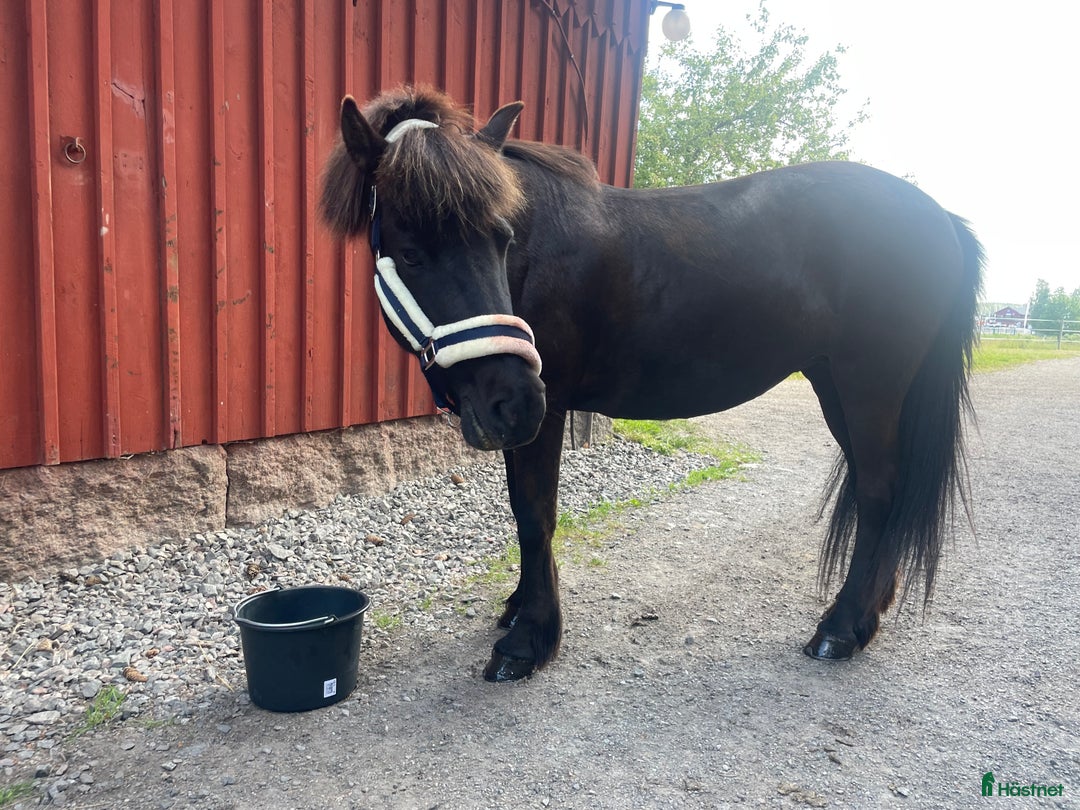 Island hästar till salu: Välutbildat och piggt roligt sto i Värmdö - Annons 6