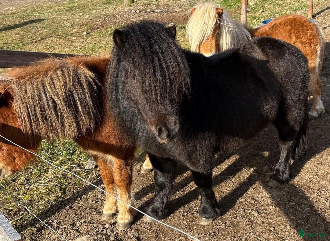 Allround hästar till salu: Shetland Russ Fjord  i Ulrika - Bild 35