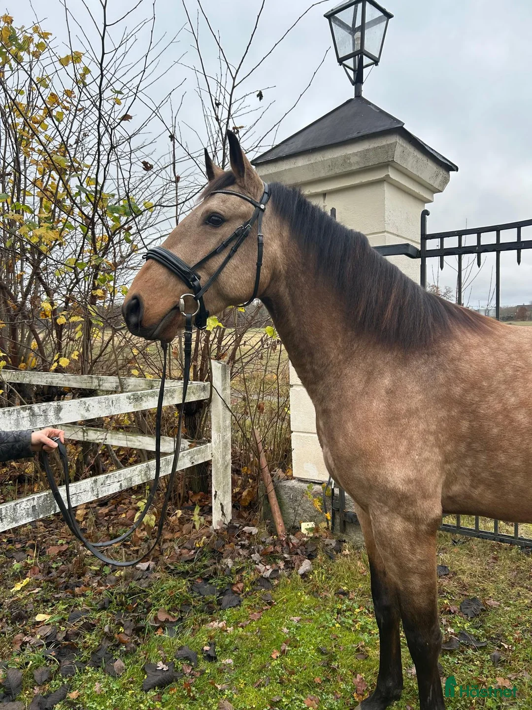Dressyr hästar till salu: Svenskfödd Lusitano valack - Annons 6