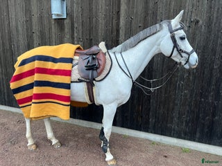 hästar Mångsidig C-ponny i Älvkarleby - Annons 6