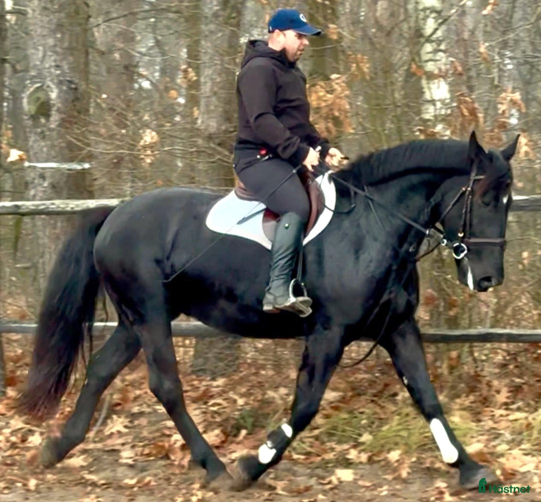 Allround hästar till salu: Bombproof allrounder for Christmas i Örsundsbro - Annons 4