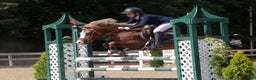 Hoppning hästar till salu: Welsh pony for sport i Stockholm - Annons 10