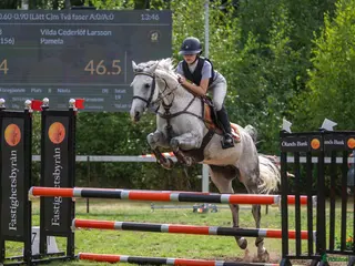 hästar Vi letar efter vår nya familjemedlem i Vena - Annons 21