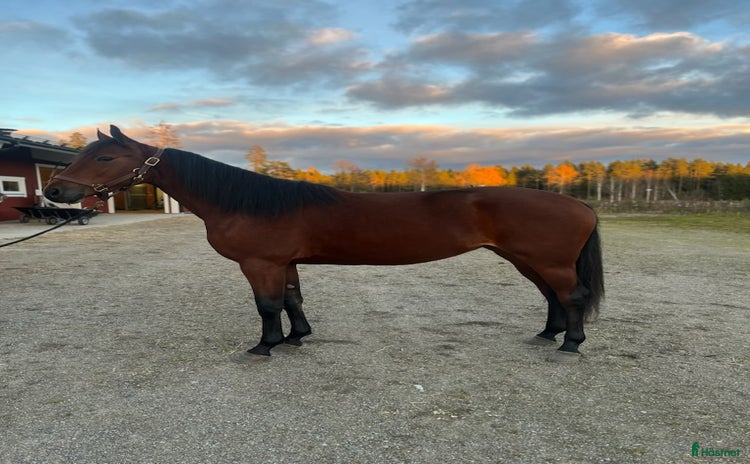  hästar Tillfälle ! Toppstammat 2-års sto i Örebro - Annons 8