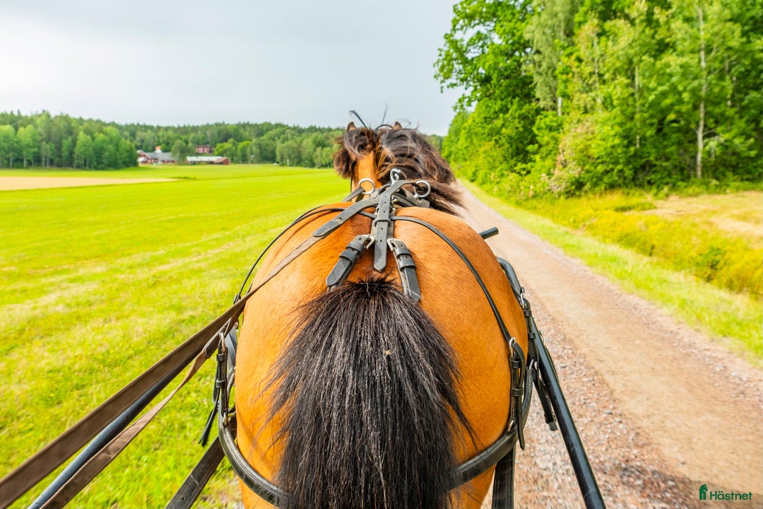 Körvagnar körning till salu: Ideal komplett sele + rockard vagn  - Annons 4