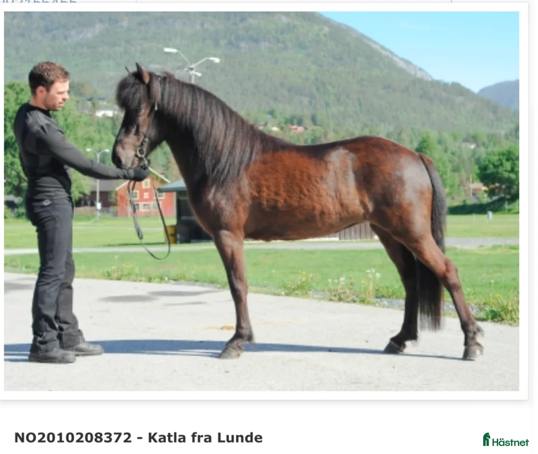Island hästar till salu: Välstammad vacker unghingst i Rimbo - Annons 2