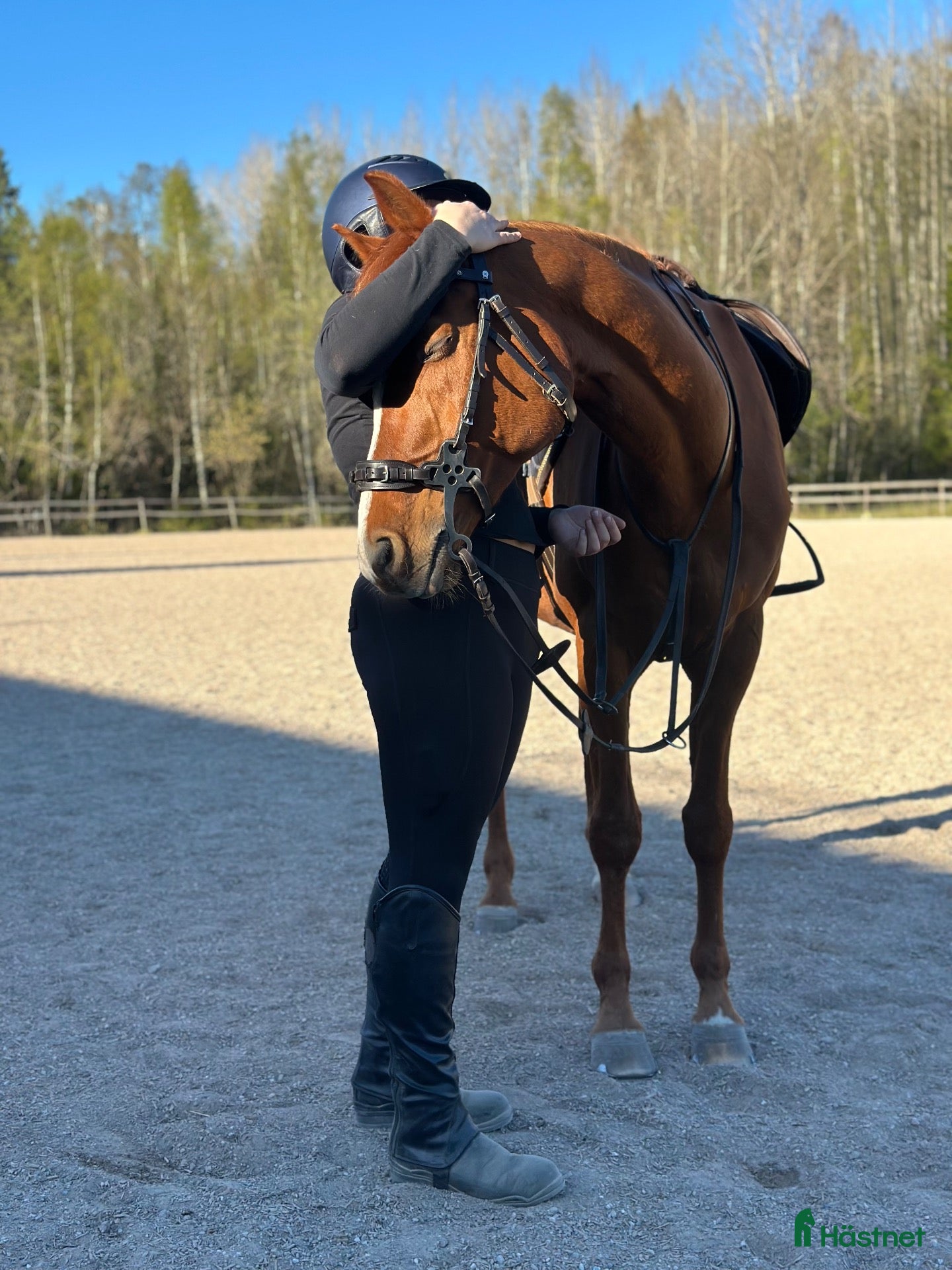  hästar 🐴 SÖKER MIN NYA BÄSTA VÄN 🐴 - Annons 10