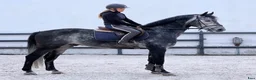  hästservice finnes: Försäljningsplatser tillgängliga 🦄 - Annons 1