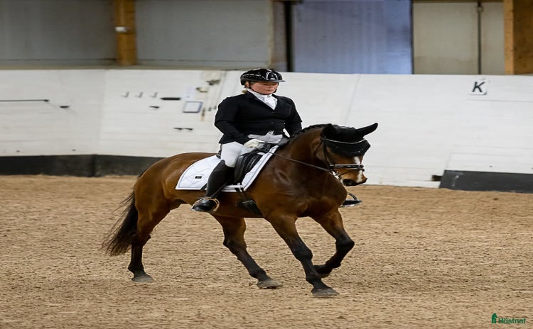  hästar i Vännäs - Annons 3