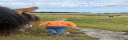 Allround hästar till salu: Lugn Nordsvensk bruks - Annons 6