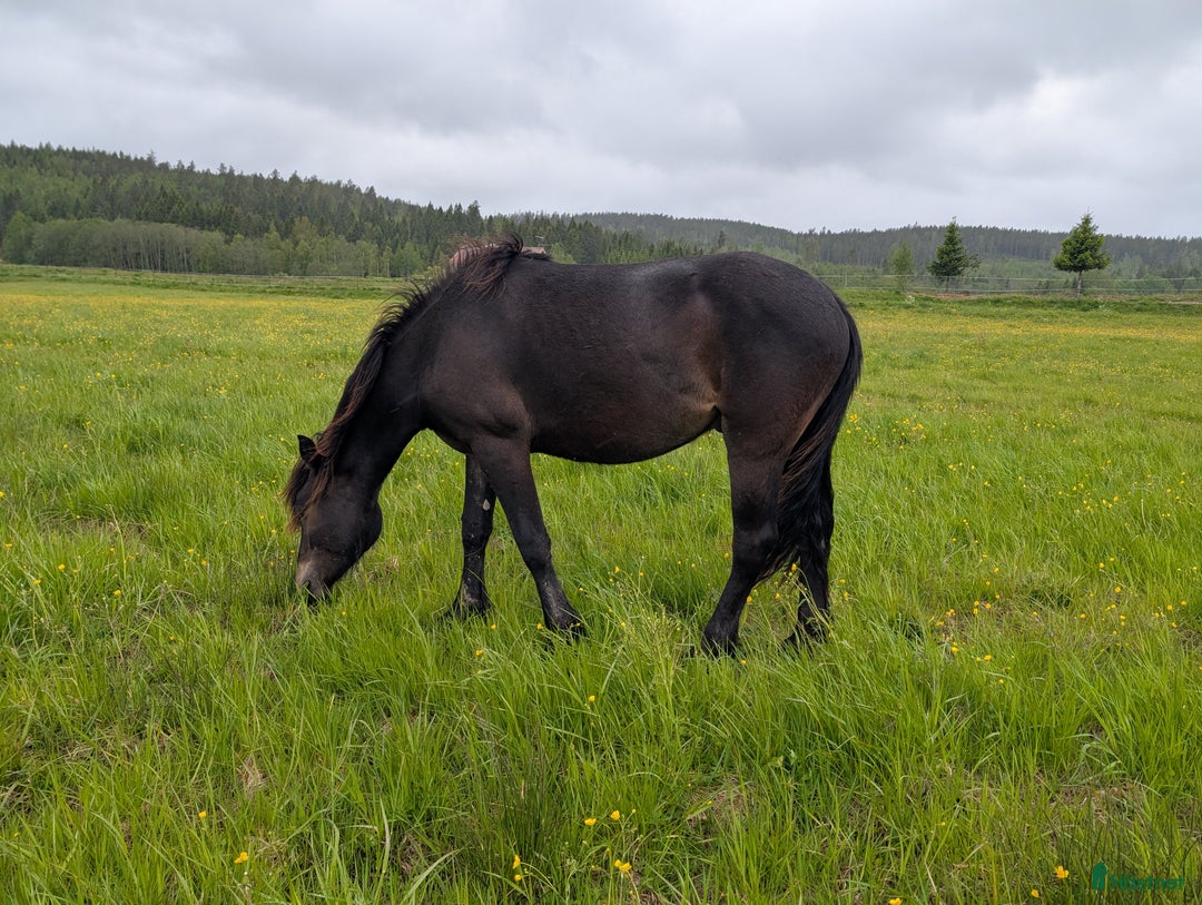 Allround hästar till salu: Mysig valack för framtiden  i Sunne - Bild 10