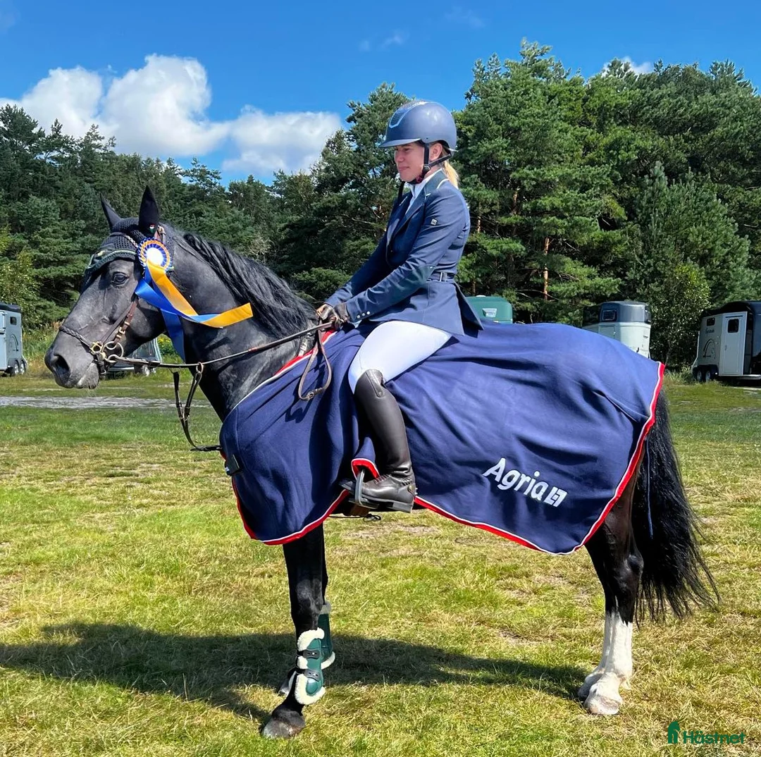 Allround hästar till salu: Fantastisk ponny för alla discipliner  - Annons 5