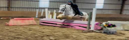 Allround hästar till salu: Gorgeous Palomino gelding  - Annons 11
