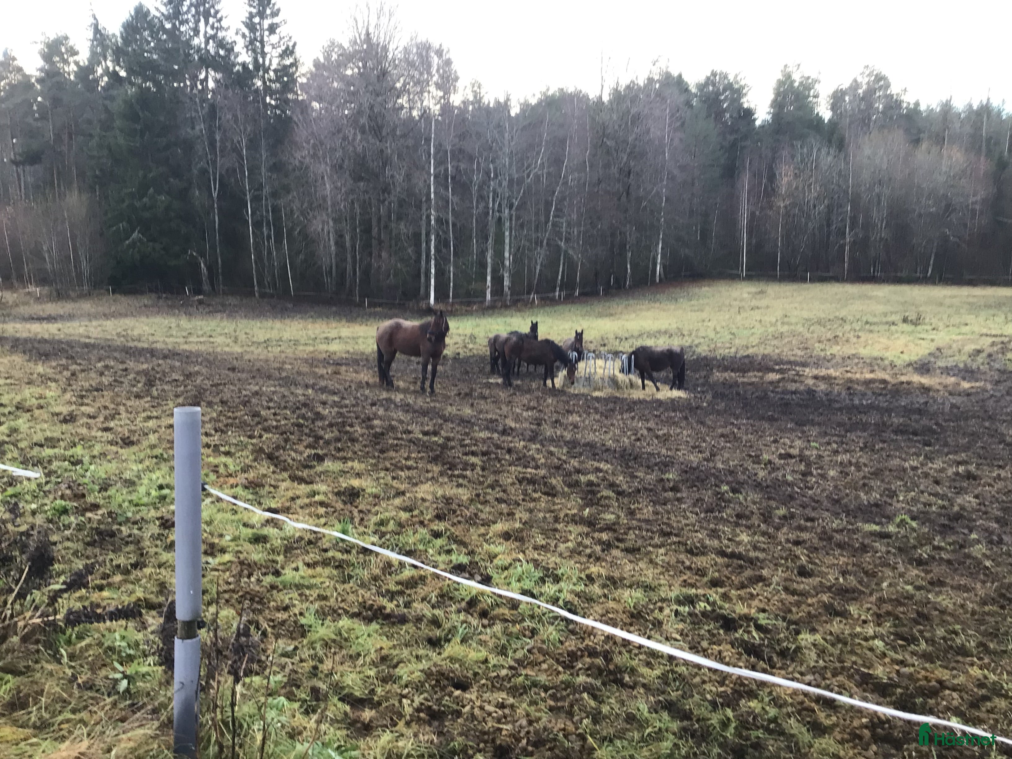  hästar Varblodssto i Rengsjö - Annons 11