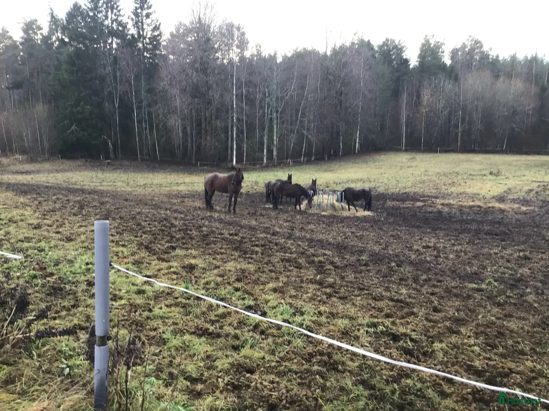 Allround hästar till salu: Varblodssto i Rengsjö - Annons 1
