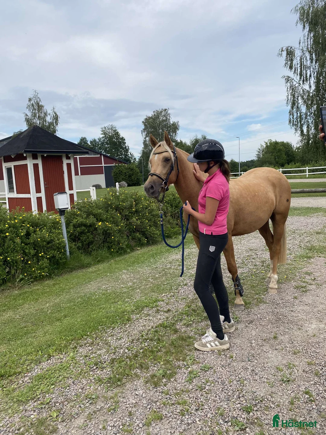 Allround hästar till salu: ✨️ Fantastisk D-ponny ✨️ - Annons 4
