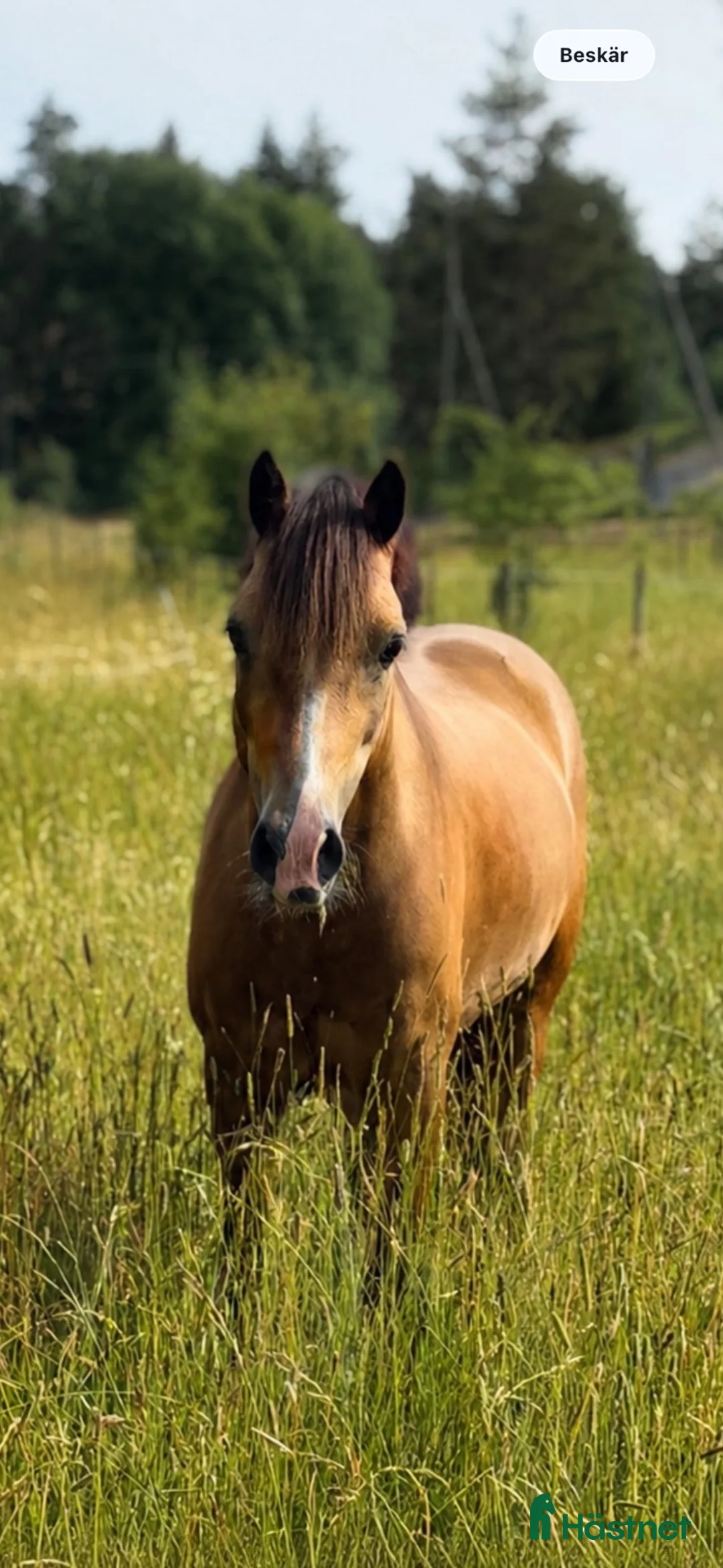 Allround hästar sökes: Första tävlingsponny, D-ponny, sökes i Saltsjö-Boo - Annons 1