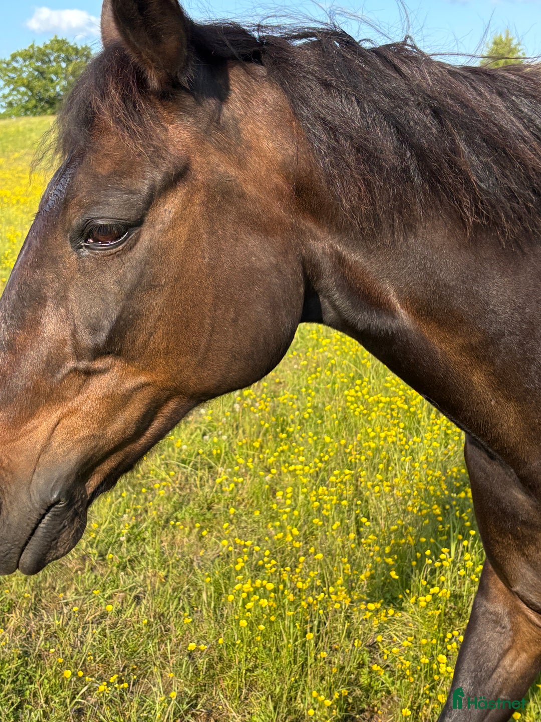 Sällskap hästar till salu: Varmblod travare valack f.09 i Alafors - Annons 2