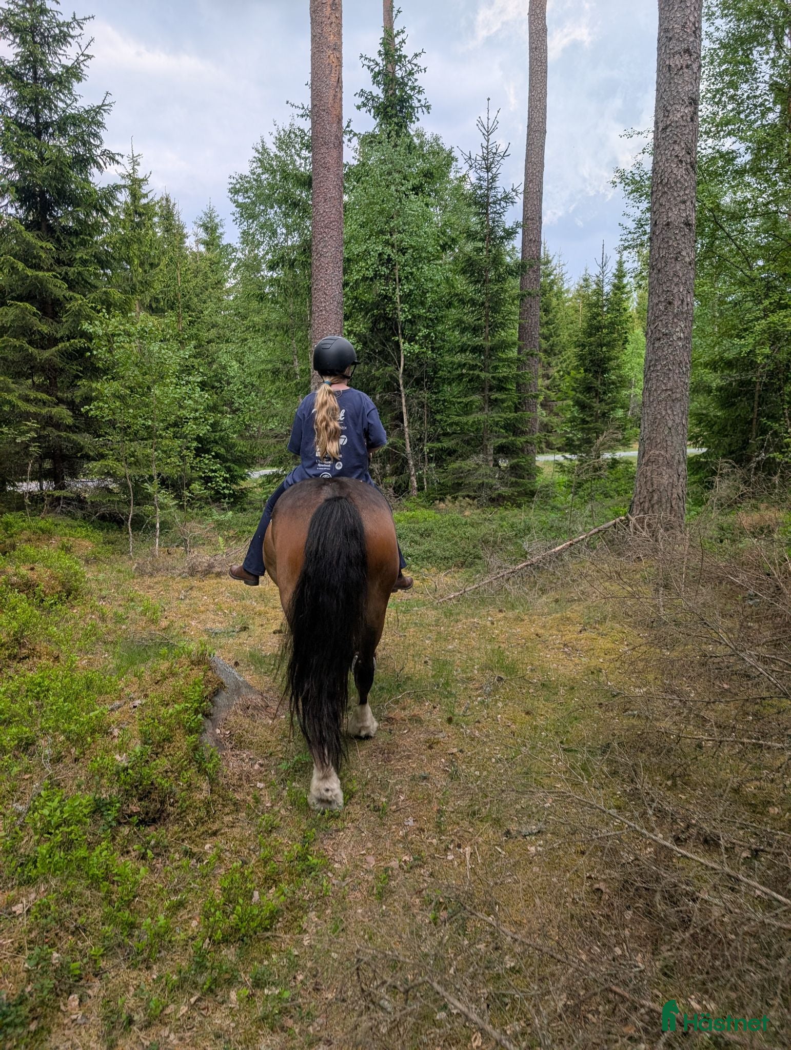  hästar Har du vår sista pusselbit? - Annons 5