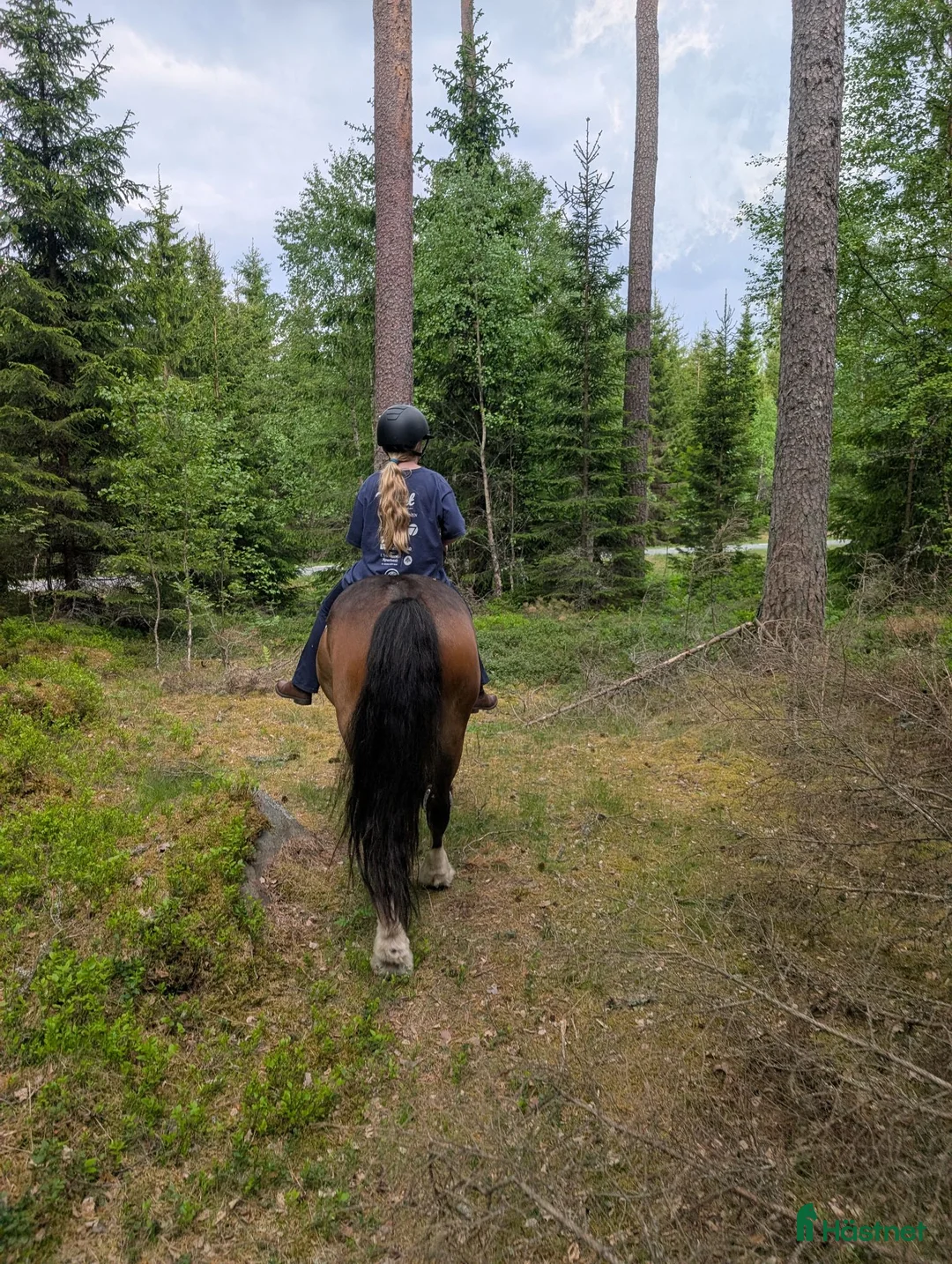 Övrigt hästar sökes: Har du vår sista pusselbit? - Annons 1