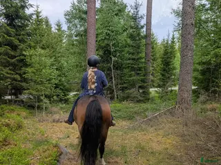 hästar Har du vår sista pusselbit? - Annons 5