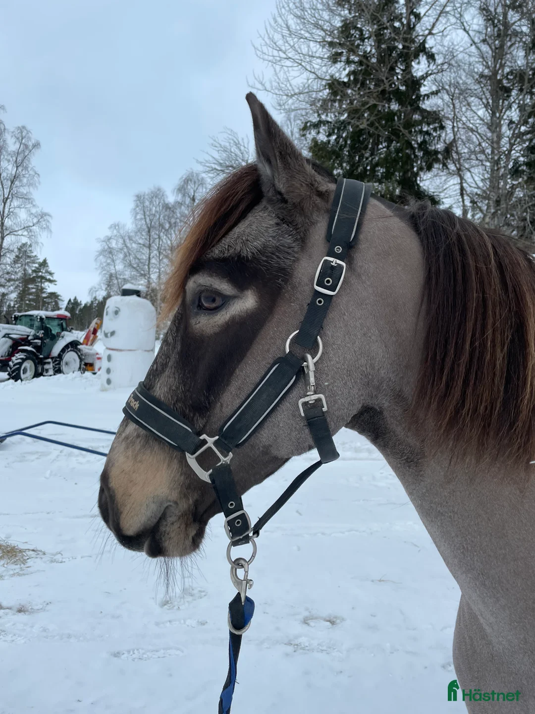 Trav hästar till salu: Sportig kallblodsvalack i Sandöverken - Annons 2