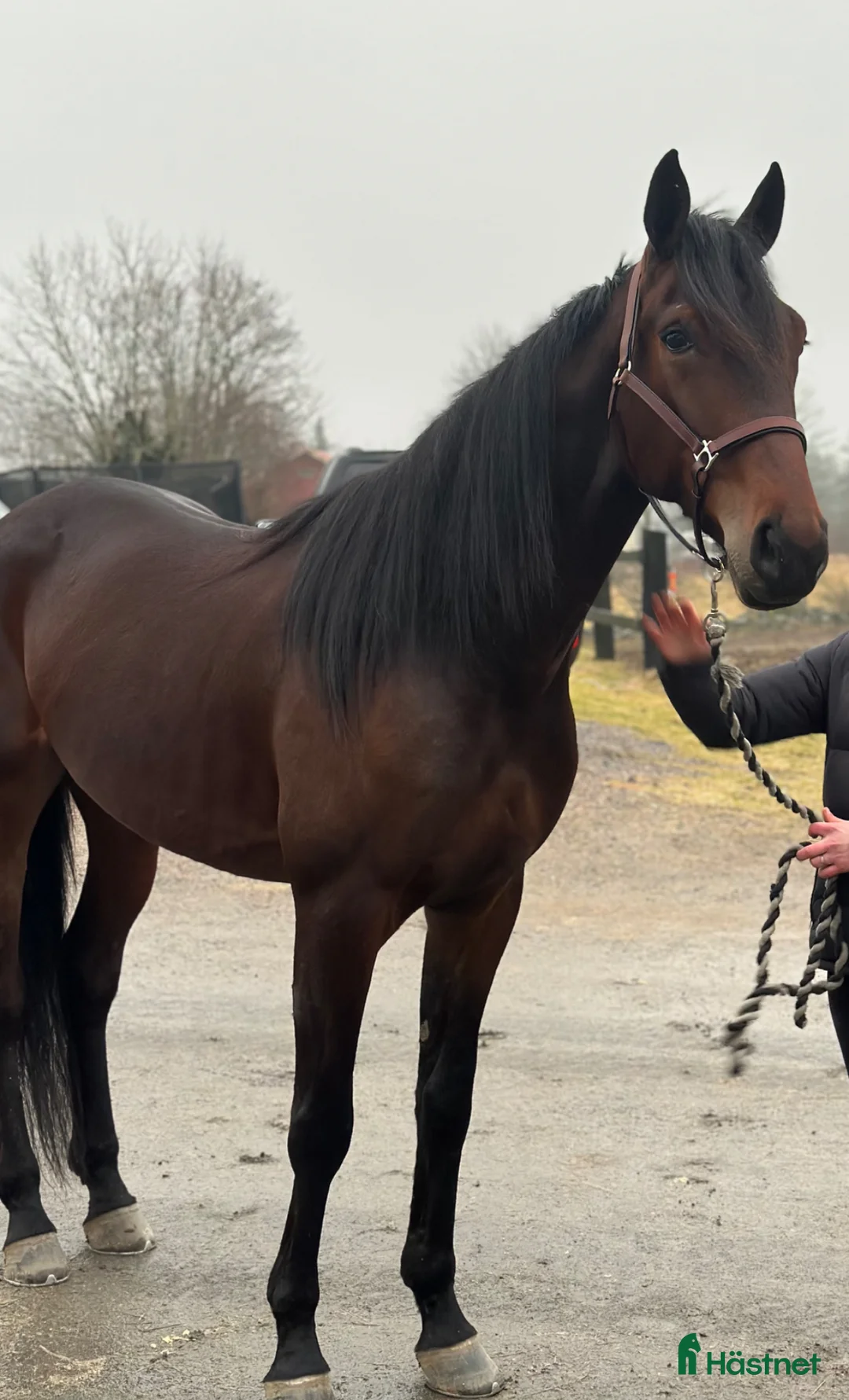 Allround hästar till salu: Fin travhäst!  - Annons 1