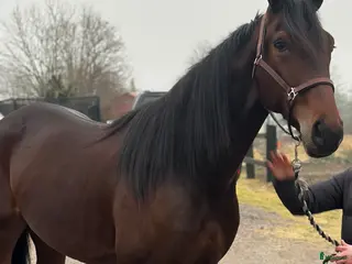 hästar Fin travhäst! - Annons 3