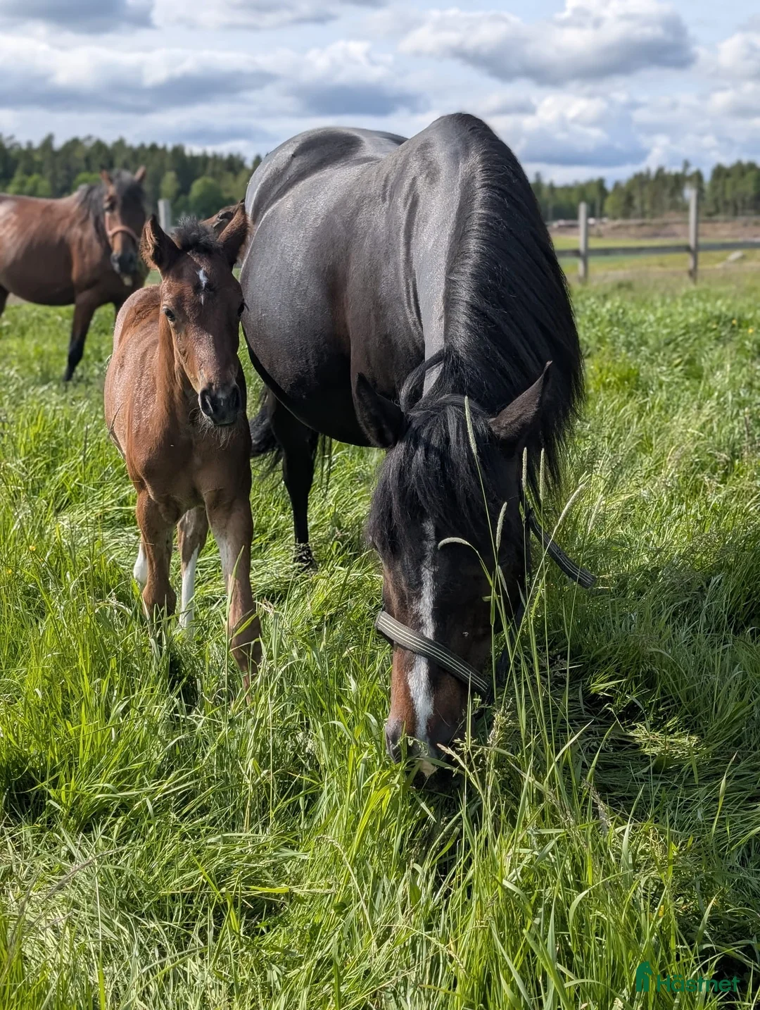 Hoppning hästar till salu: Svenskt Ridponny-föl till salu - Annons 3