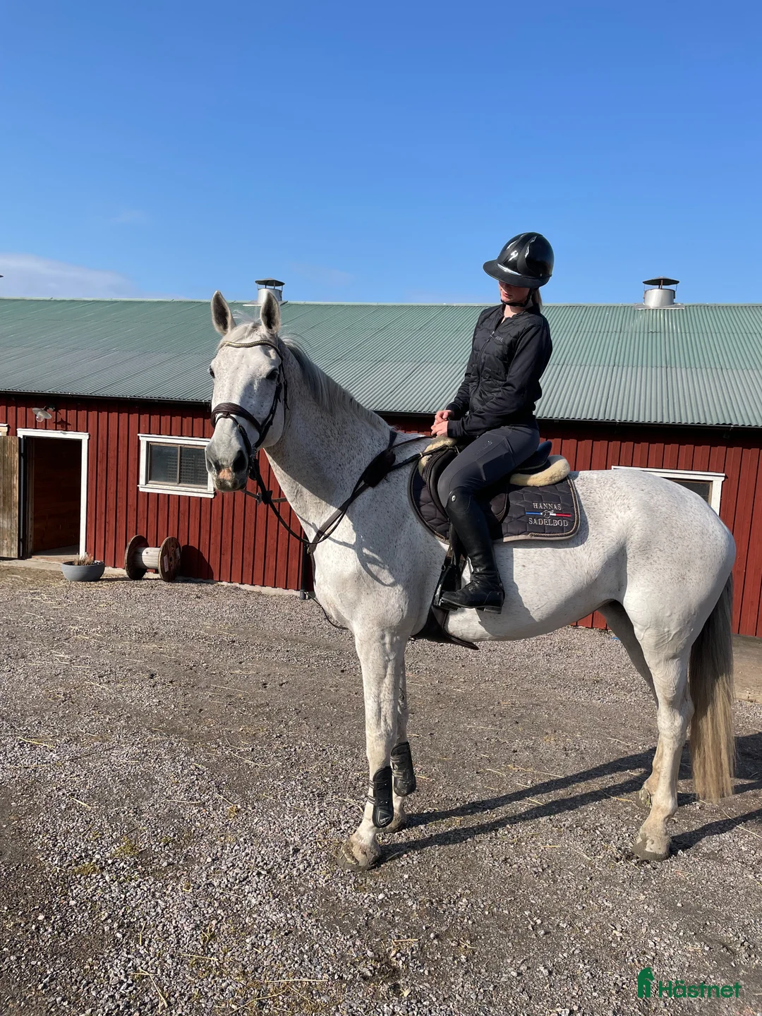 Hoppning hästar till salu: Rutinerad läromästare/ Lyxig kompis - Annons 1