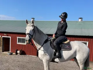 hästar Rutinerad läromästare/ Lyxig kompis - Annons 2