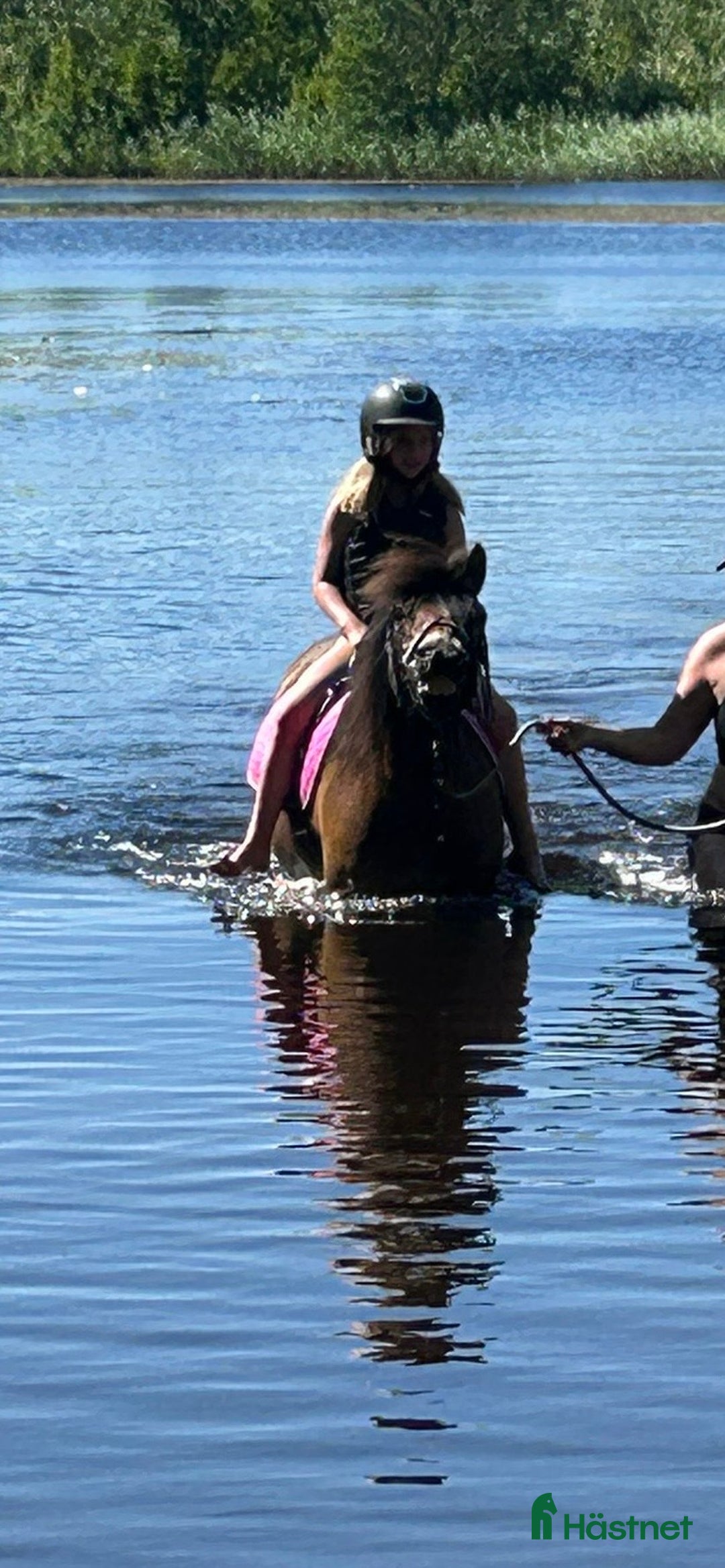 Allround hästar till salu: Allroundponny i Umeå - Annons 3