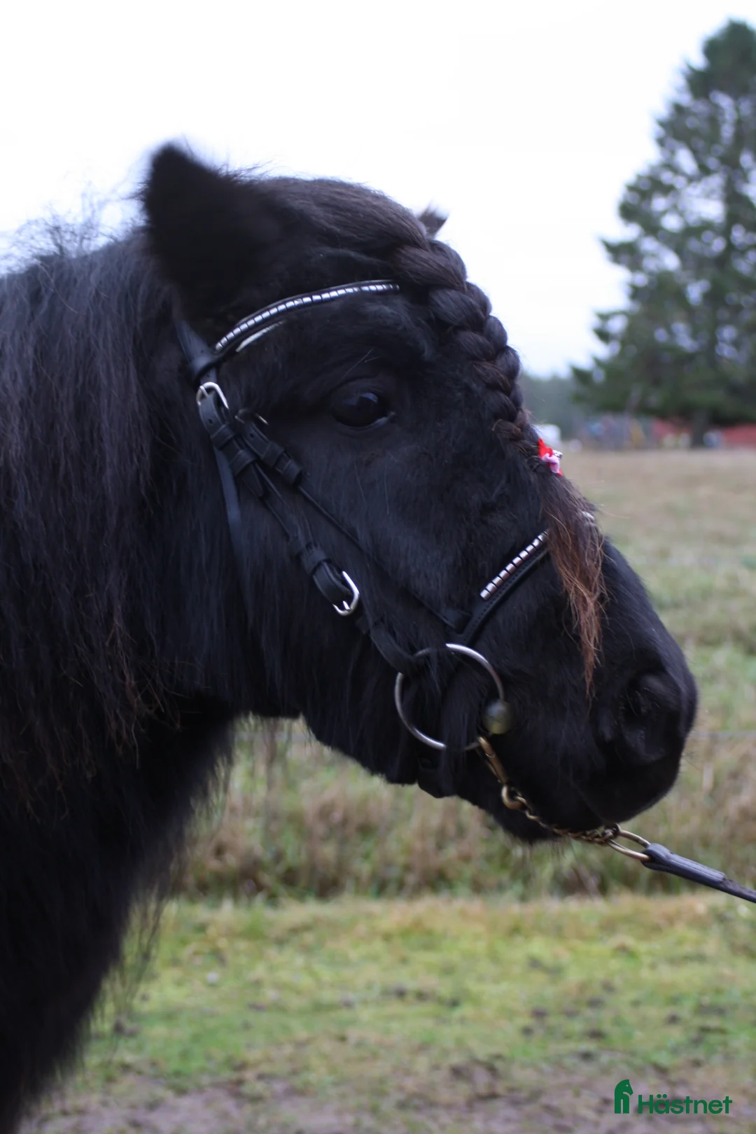 Allround hästar till salu: Okomplicerad shetlandsvalack  - Annons 2