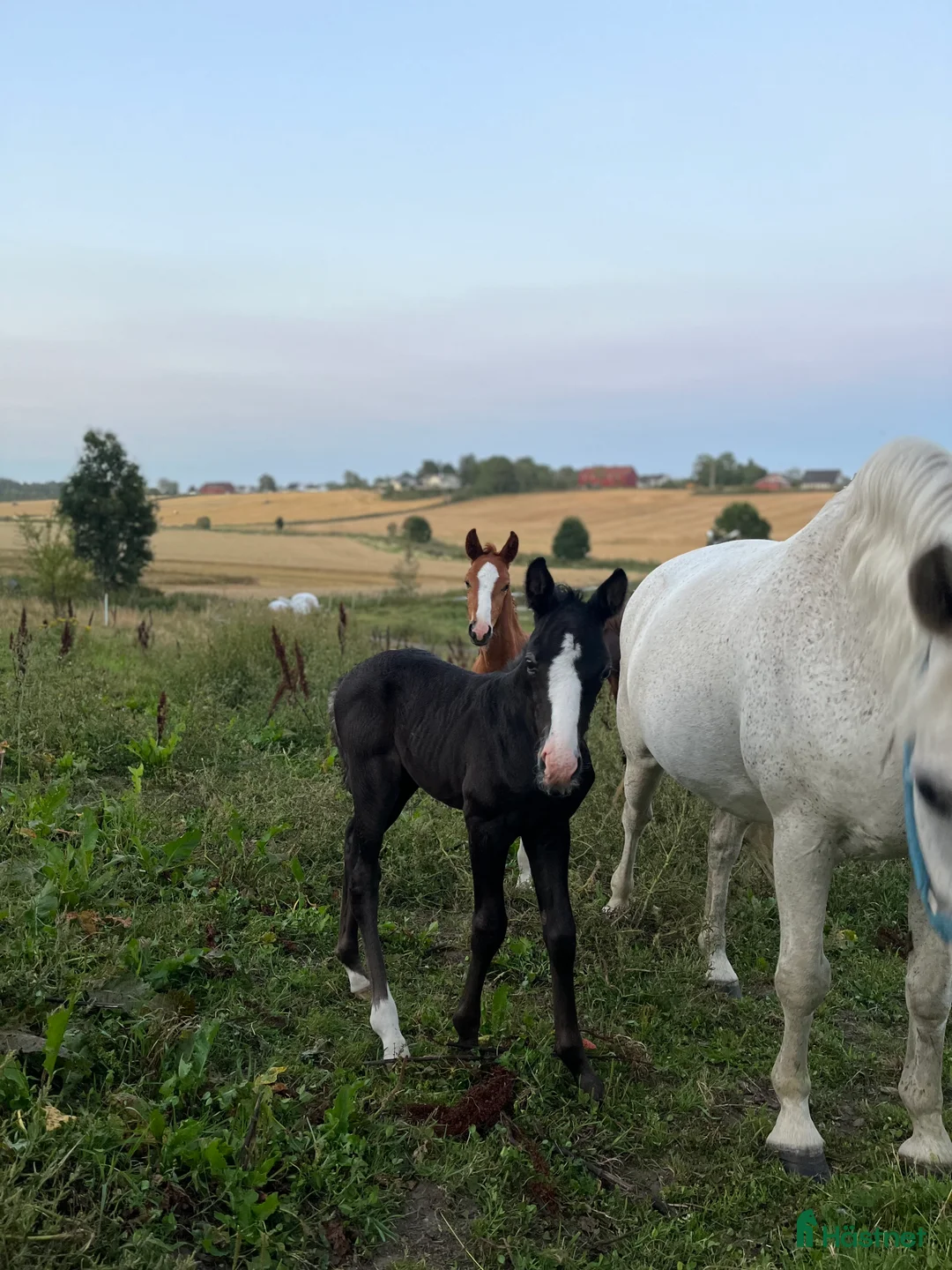 Dressyr hästar till salu: Føll til salgs - Annons 2