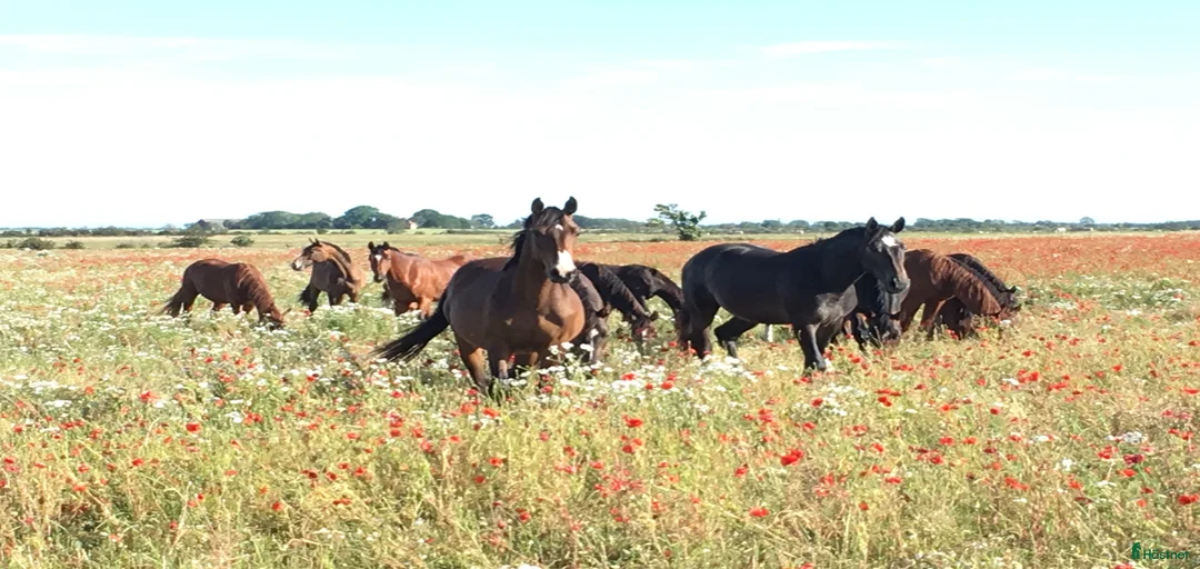 Galleribild {{count}}