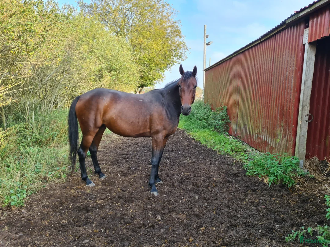 Trav hästar till salu: För trav/monte eller avel eller ridhäst i Havdhem - Annons 6