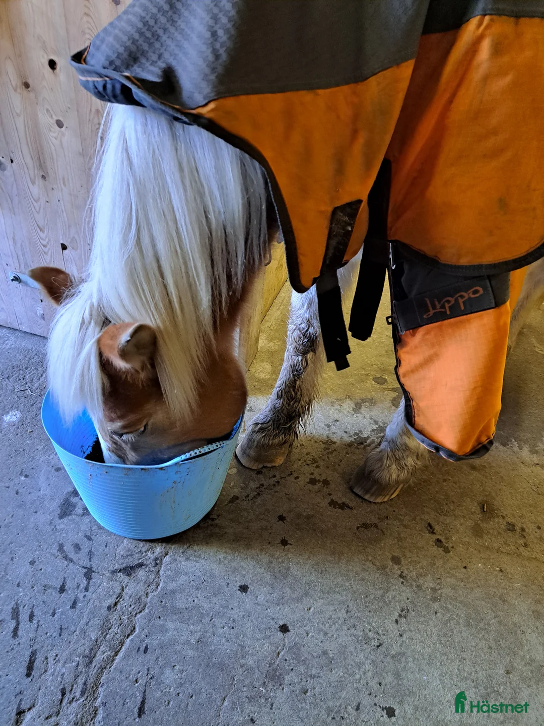 Allround hästar sökes: Bästis sökes i Ystad - Annons 1