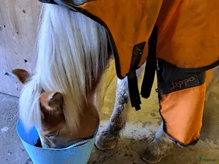 Allround hästar sökes: Bästis sökes i Ystad - Annons 2