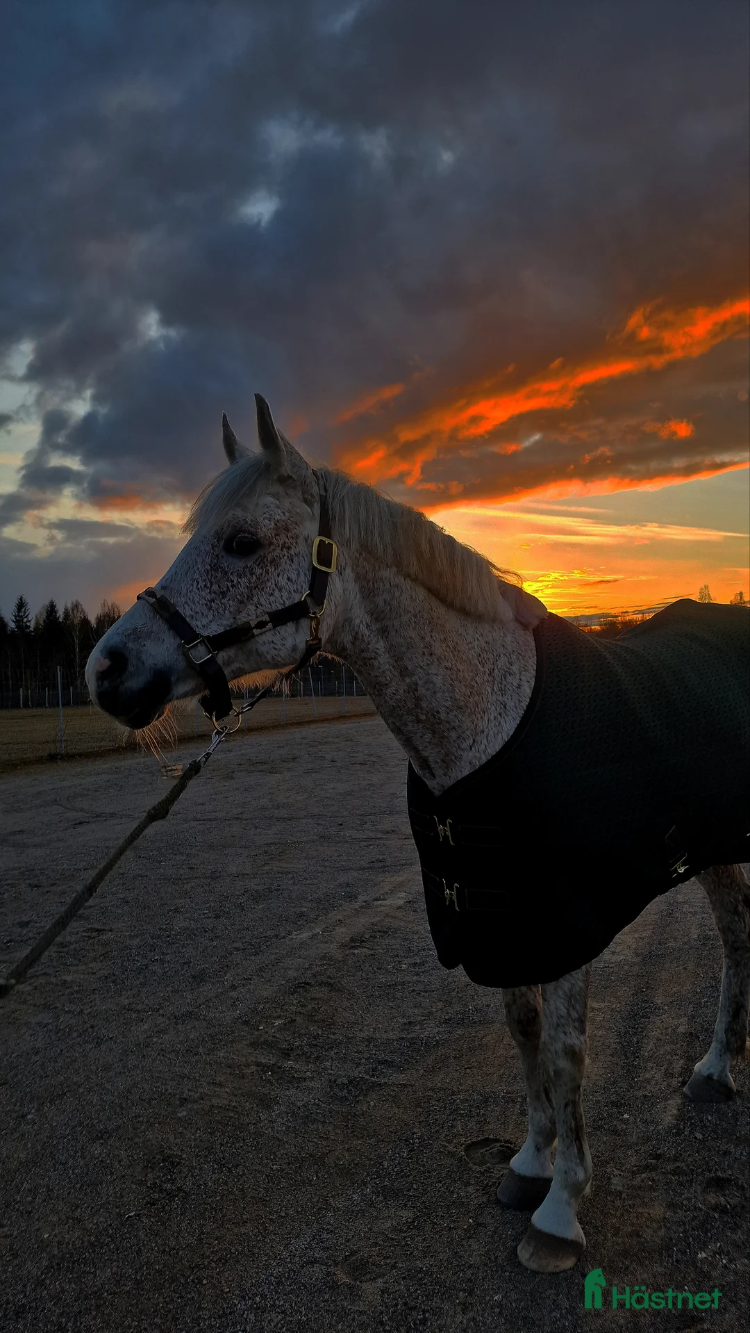 Allround hästar till salu: En vit prins med ett stort hjärta av guld i Karlskrona - Annons 6
