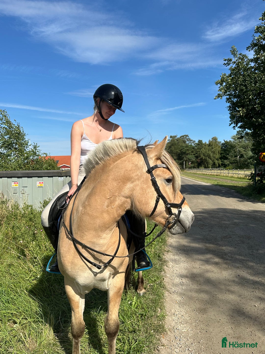 Allround hästar till salu: Underbar hobby/skogsmulle ⭐️ i Annelöv - Annons 2