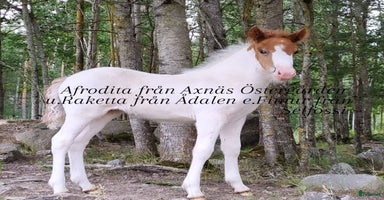  hästar i Eskilstuna - Annons 8