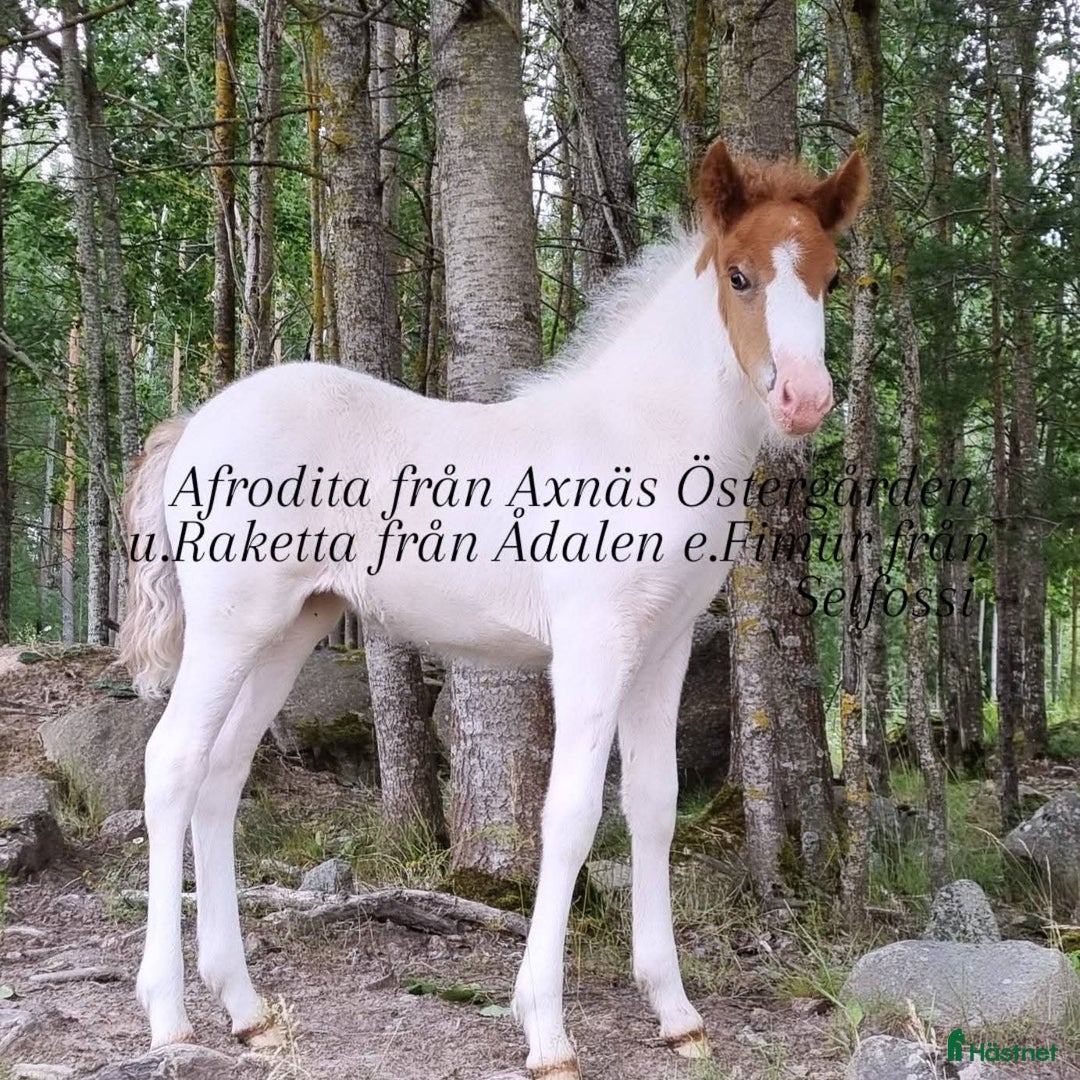 Island hästar till salu: Vacker Fimur dotter i Eskilstuna - Annons 3