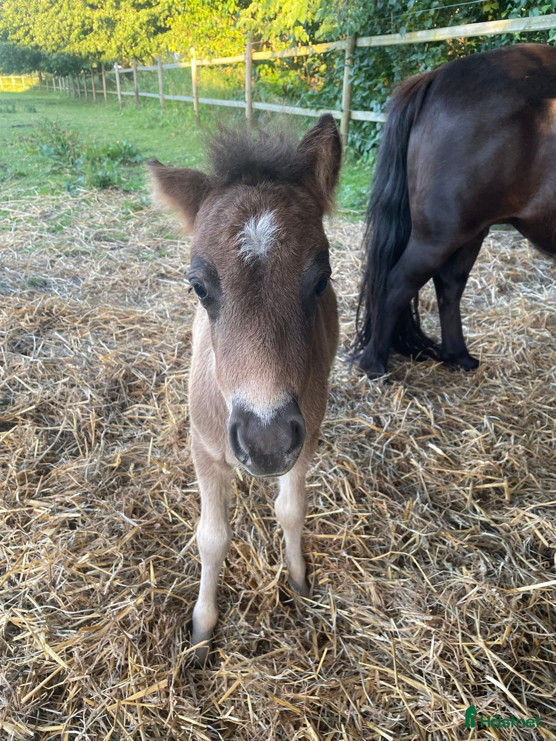 Trav hästar till salu: Trav ponny i Lövestad - Annons 3