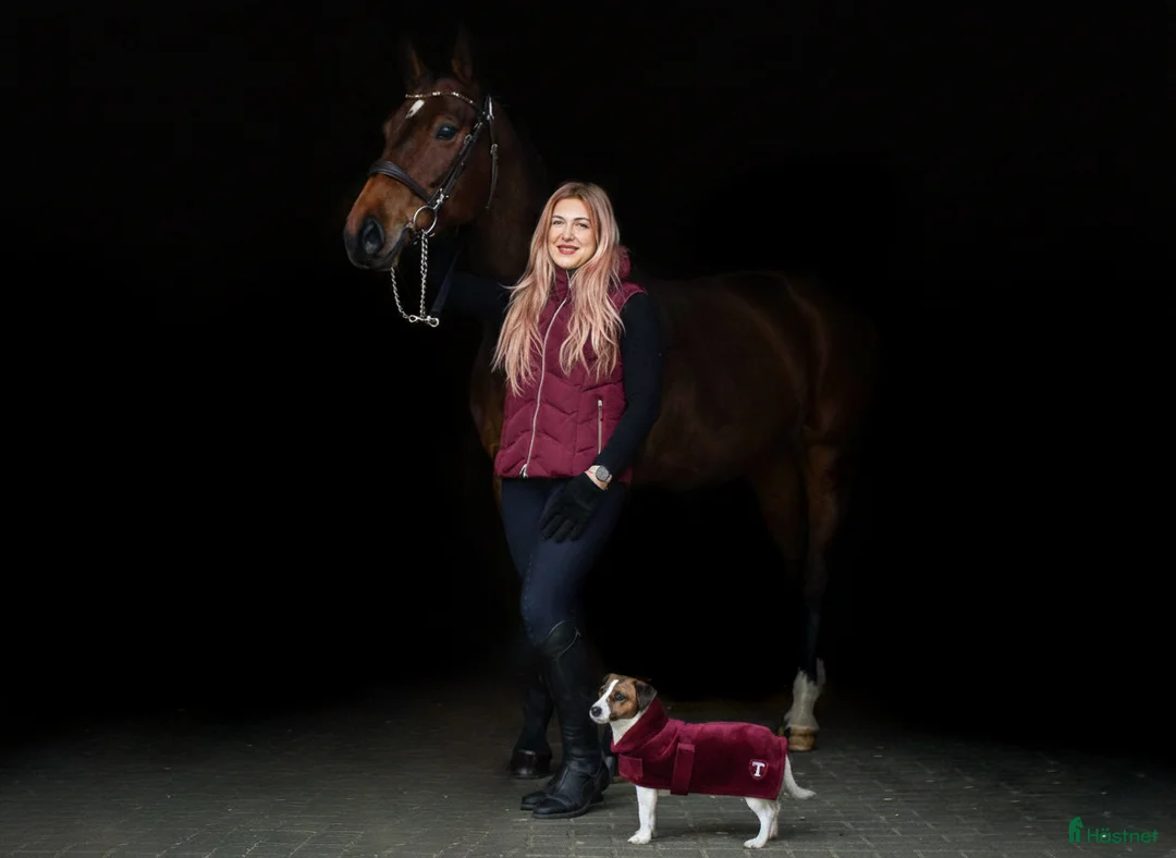 Hoppning hästar till salu: Professor horse! Jumping and dressage mare! i Ystad - Annons 5